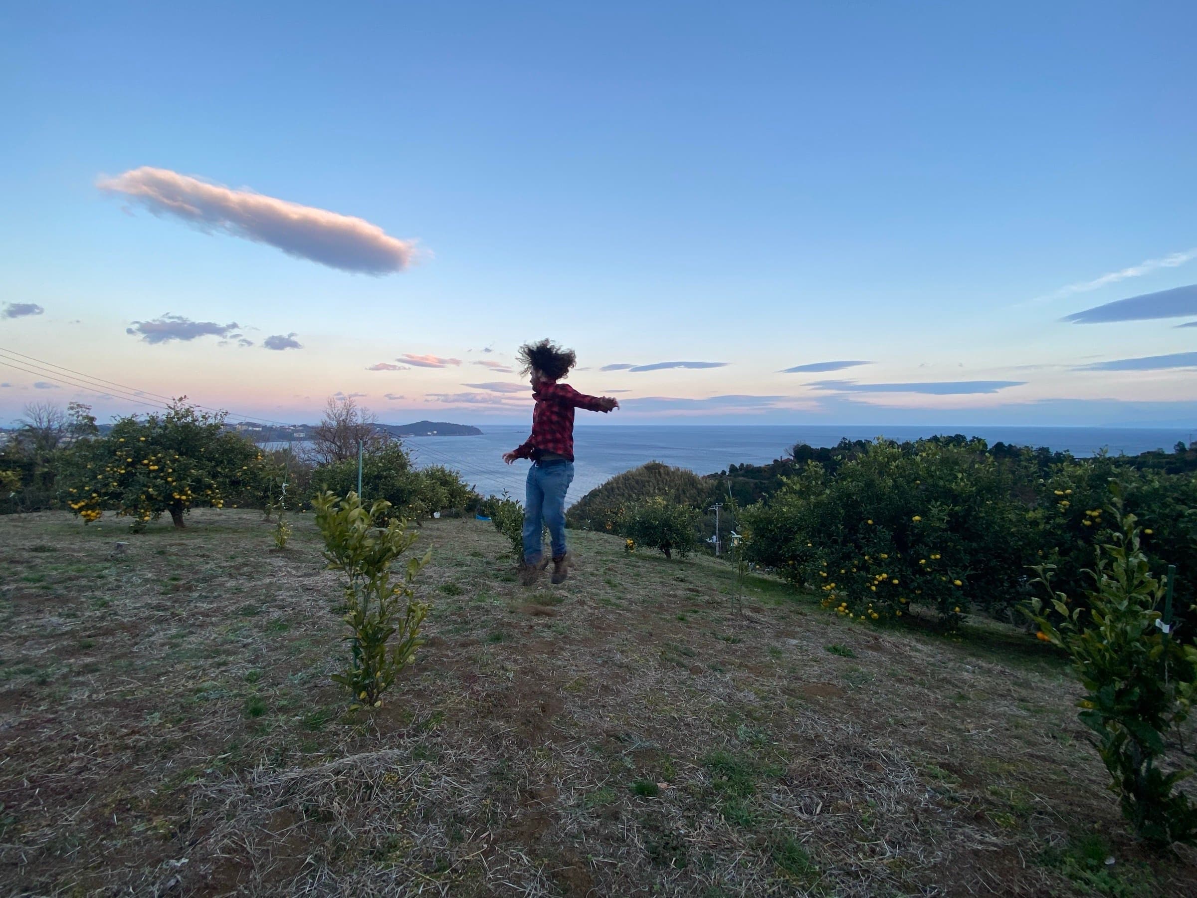 A person jumping in a Yugawara hillside mandarin orchard overlooking Sagami Bay.