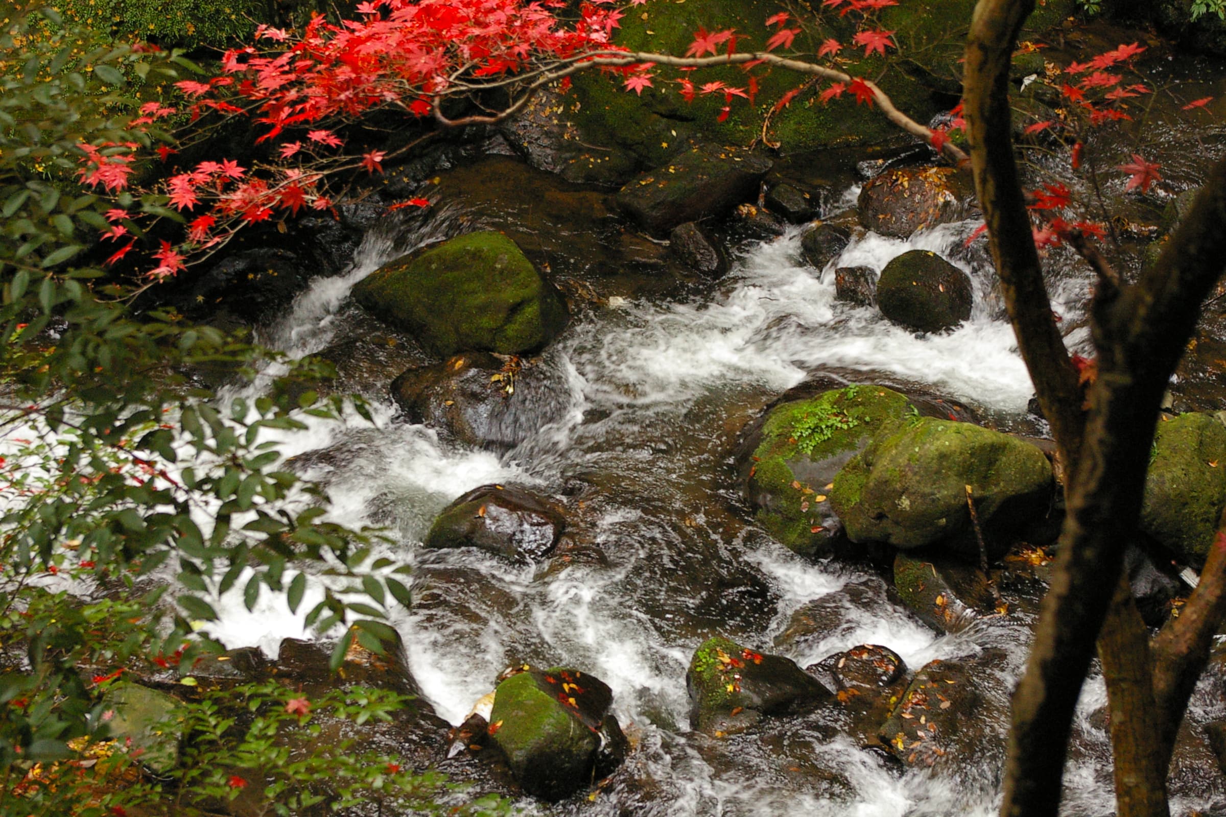 A wooded stream path inside Man’yō Park in Yugawara.